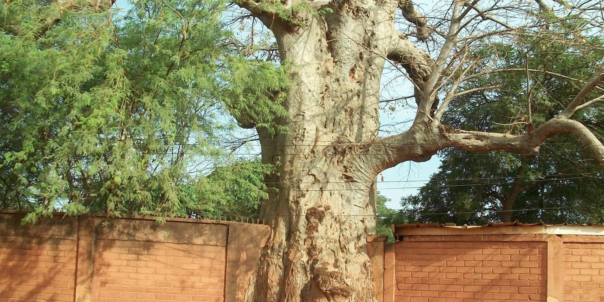Vieux baobab